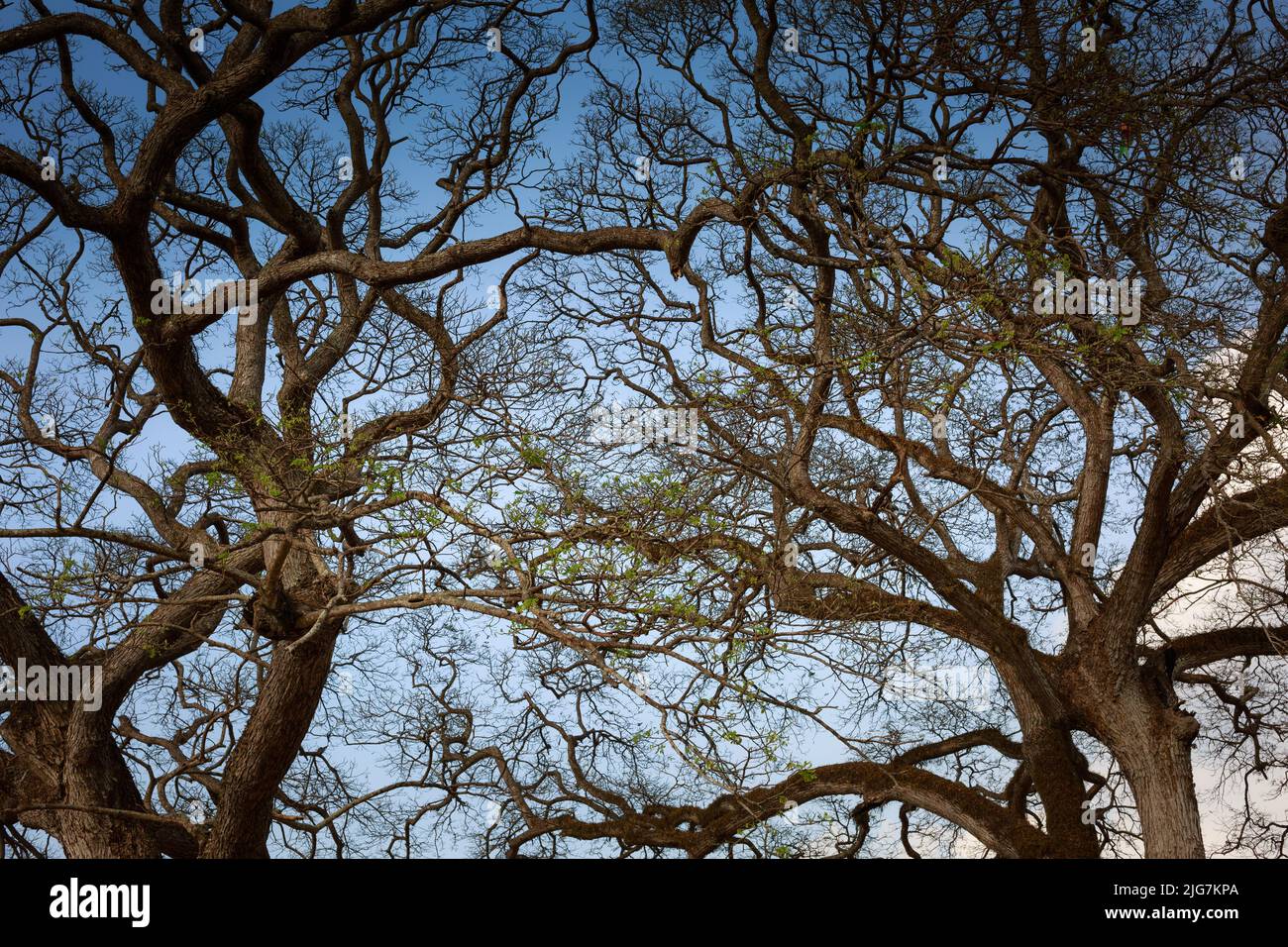 dry branches on blue sky background Stock Photo