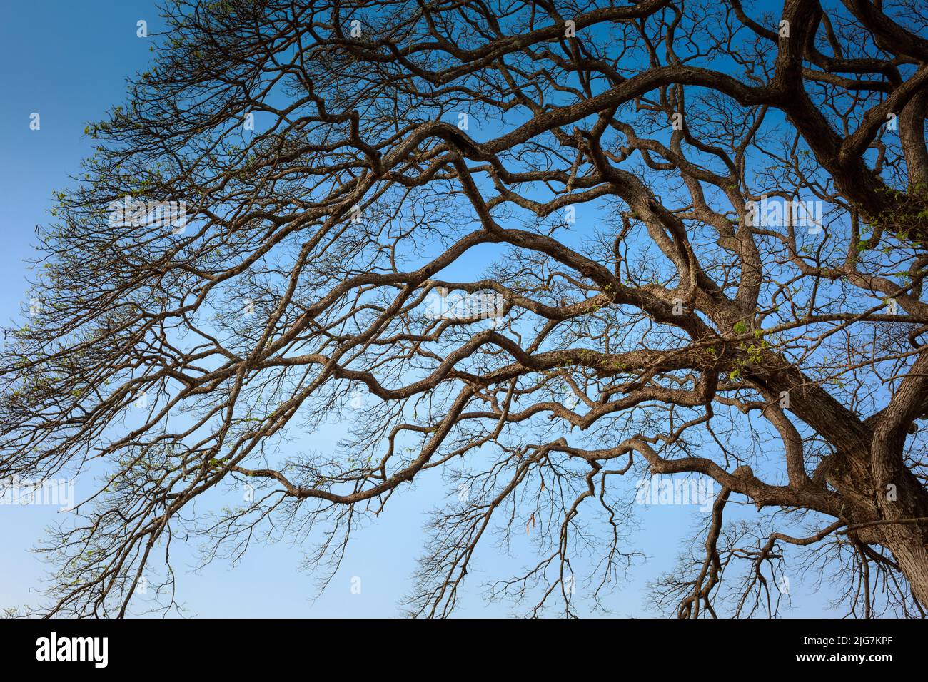 dry branches on blue sky background Stock Photo