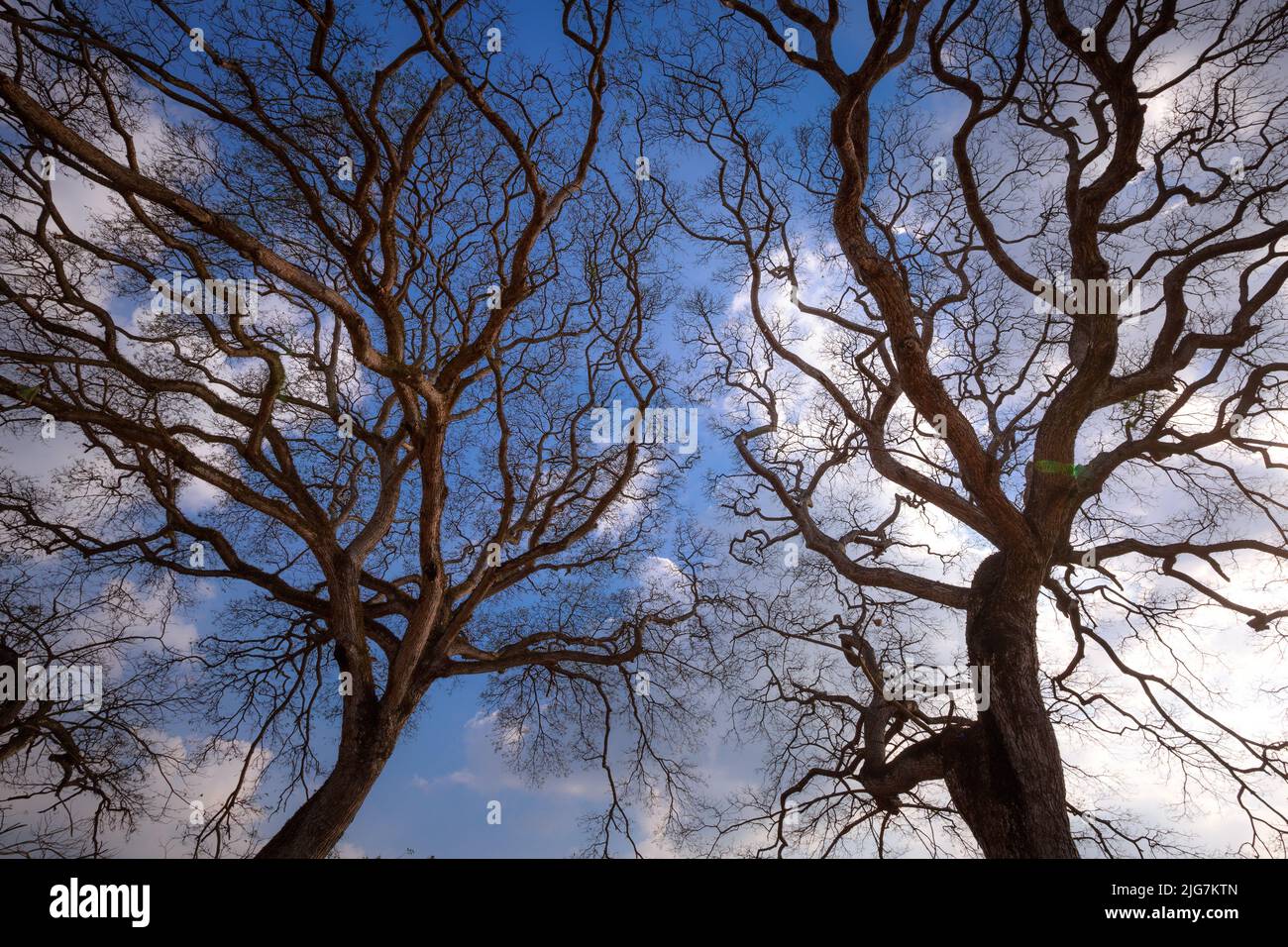 dry branches on blue sky background Stock Photo