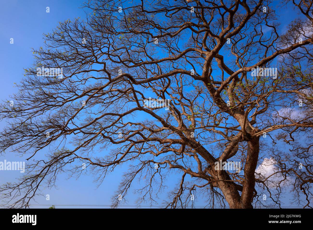 dry branches on blue sky background Stock Photo