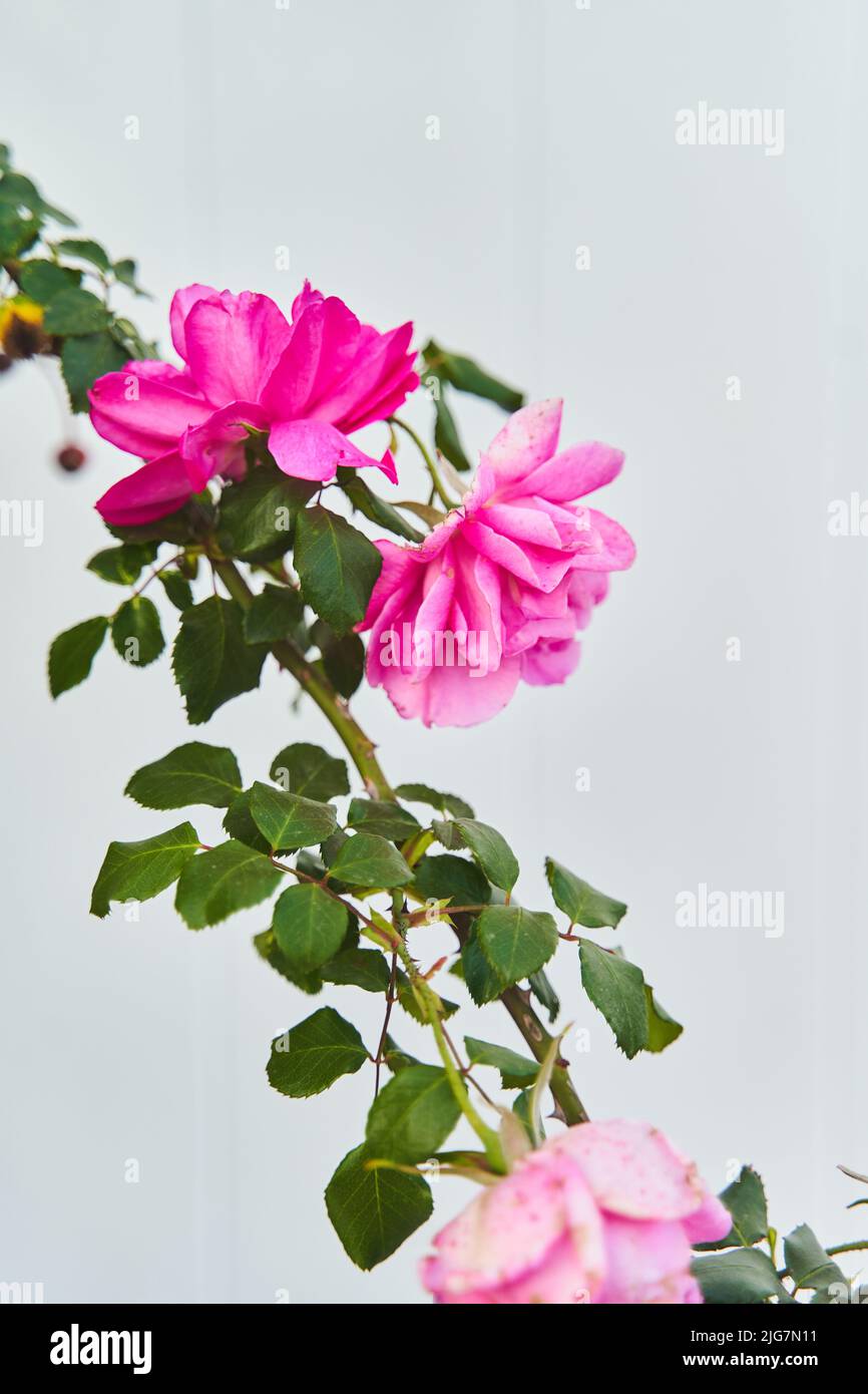 Pink climbing roses on a branch on a light background Stock Photo - Alamy