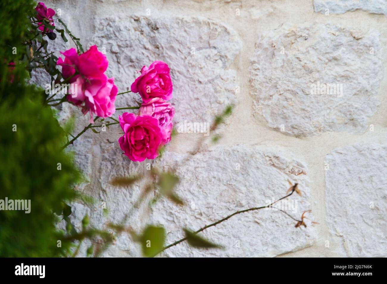 Pink climbing roses on a branch on a white brick wall background Stock Photo