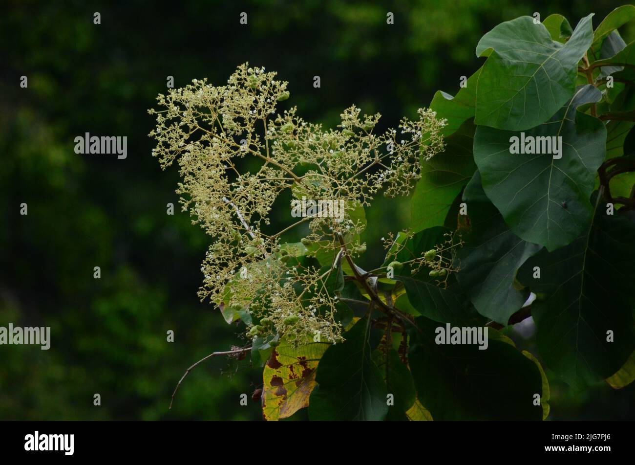 A closeup shot of a teak tree on blurred background Stock Photo