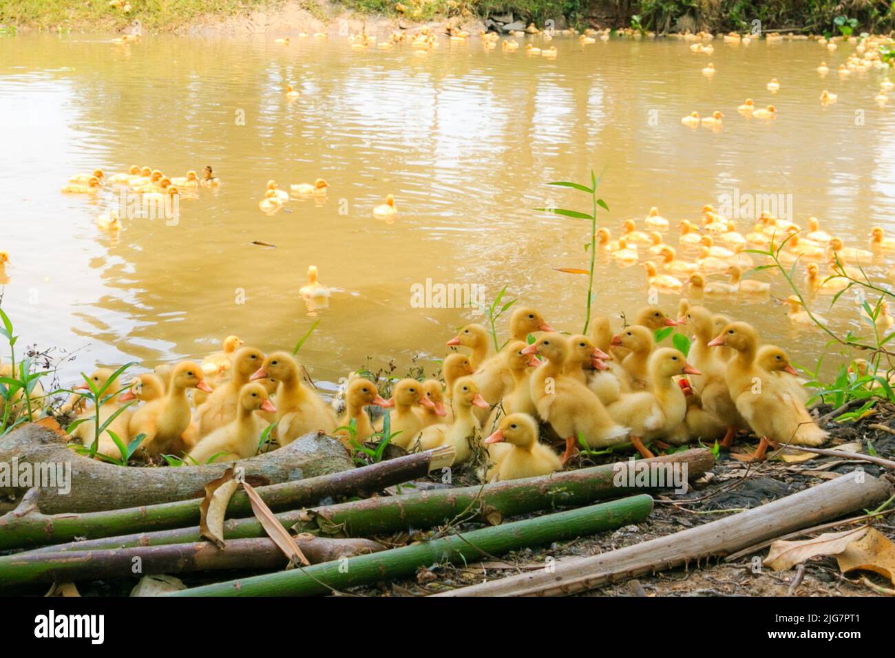 Floating raft of ducks hi-res stock photography and images - Alamy