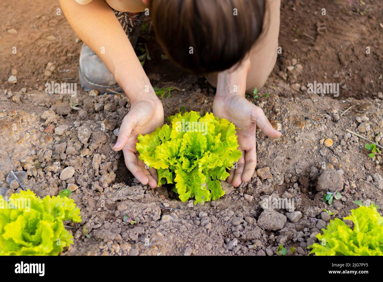 Top view of unrecognizable young man protecting a small growing fresh lettuce with his hands in an organic home garden Stock Photo