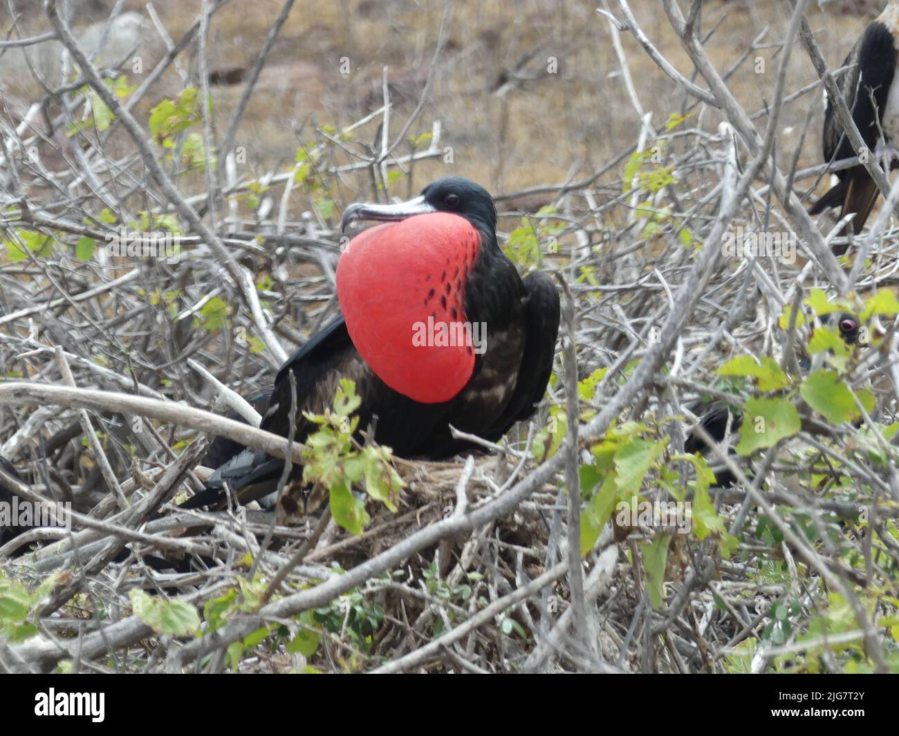 Adult frigate bird with iconic inflated red chest. North Seymour island Galapagos. May 2022. Stock Photo