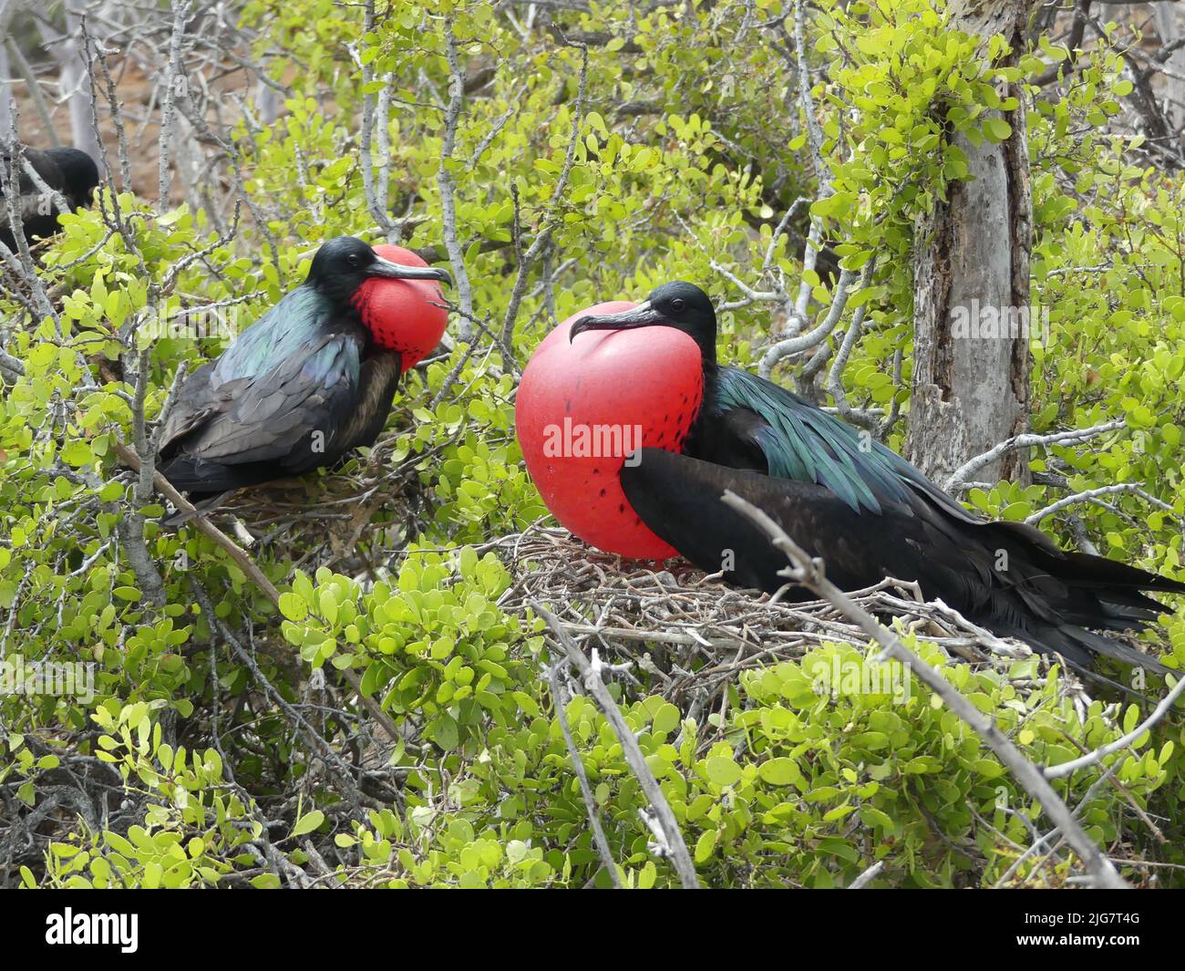 Adult frigate bird with iconic inflated red chest. North Seymour island Galapagos. May 2022. Stock Photo