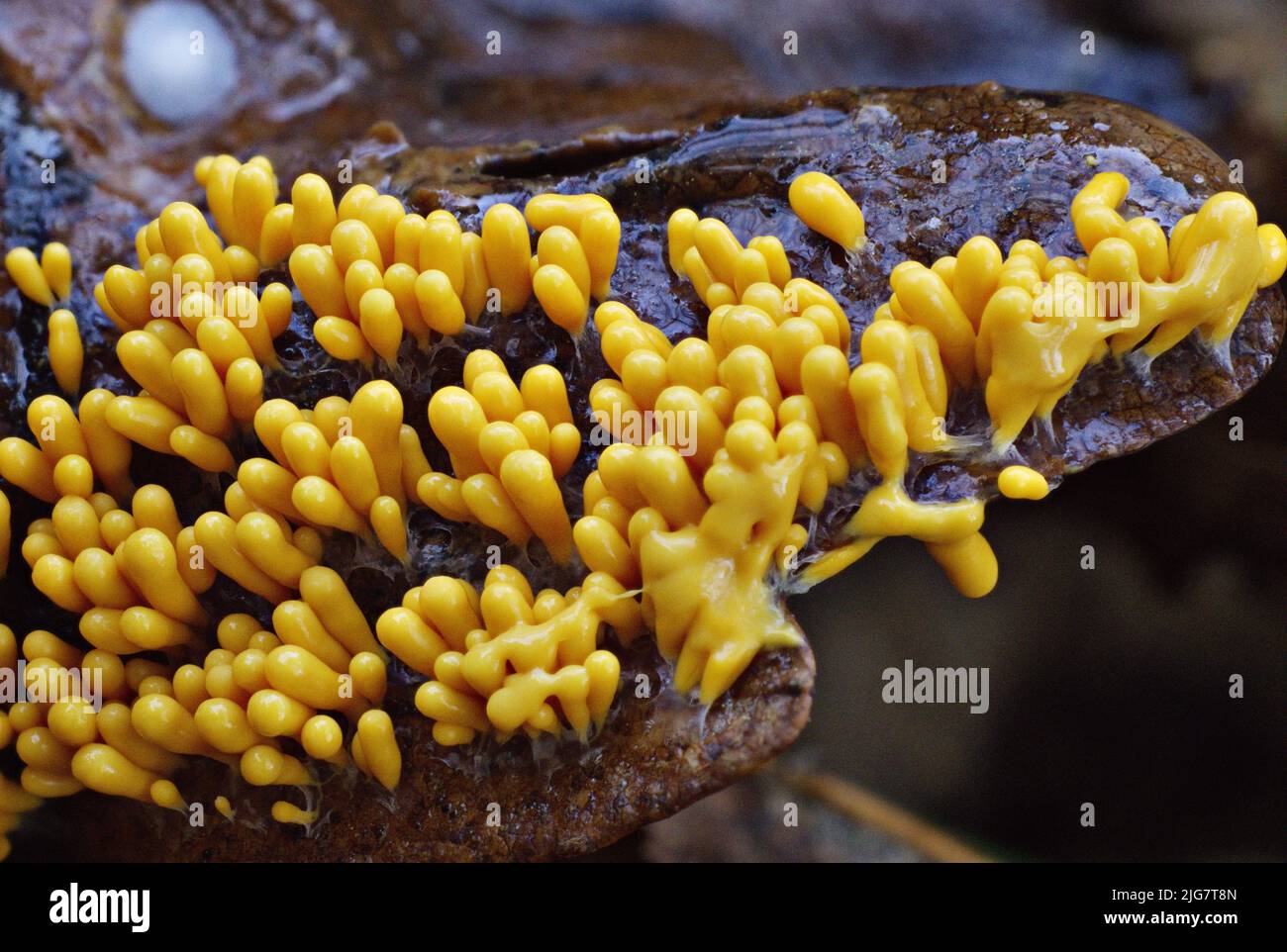 A close-up shot of yellow finger slime mold on a wet surface Stock Photo