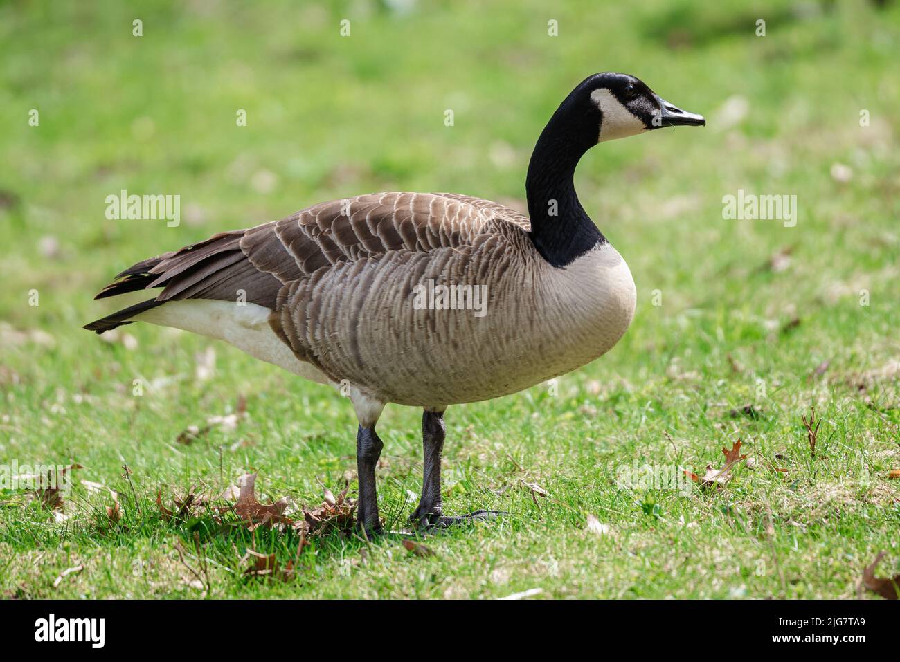 A closeup of a Canada goose (Branta canadensis) standing on the grass Stock Photo