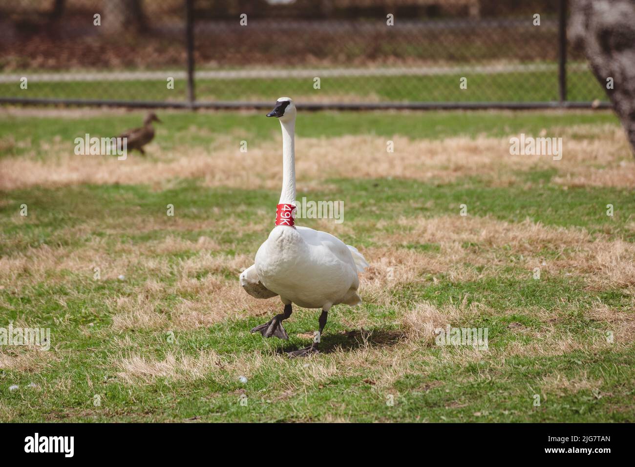 A closeup of a Trumpeter Swan with a red neck band walking on the grass Stock Photo
