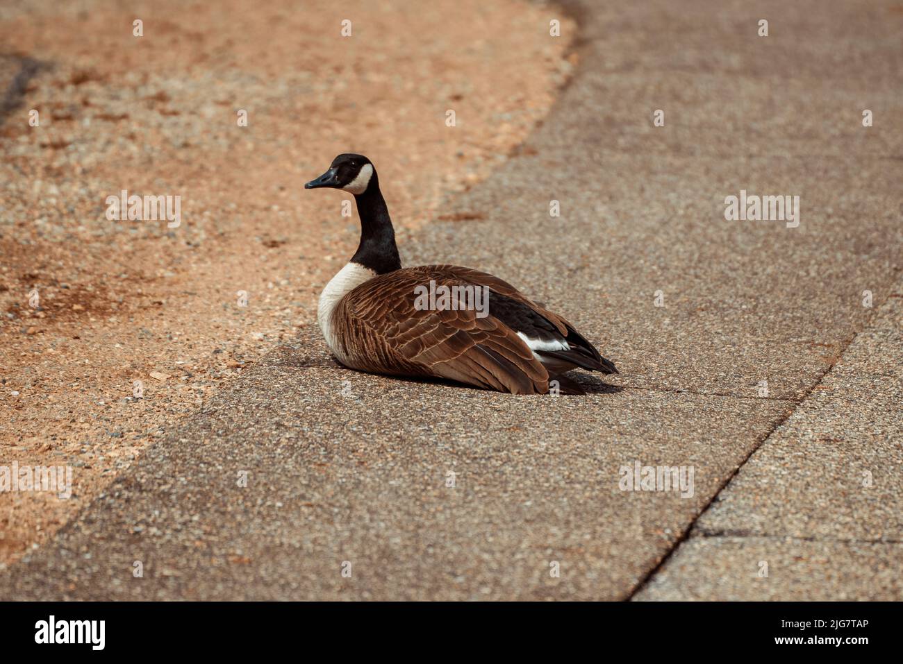 A closeup of a Canada goose (Branta canadensis) resting on the ground Stock Photo