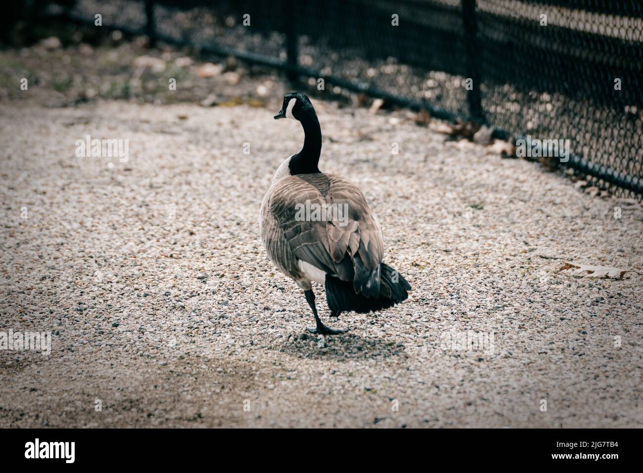 A closeup of a Canada goose (Branta canadensis) walking on the ground Stock Photo