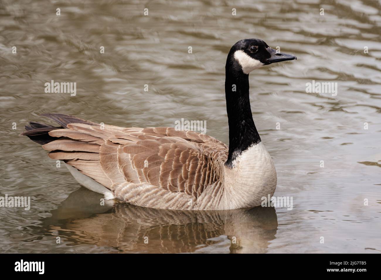 A closeup of a Canada goose (Branta canadensis)  swimming in a pond Stock Photo