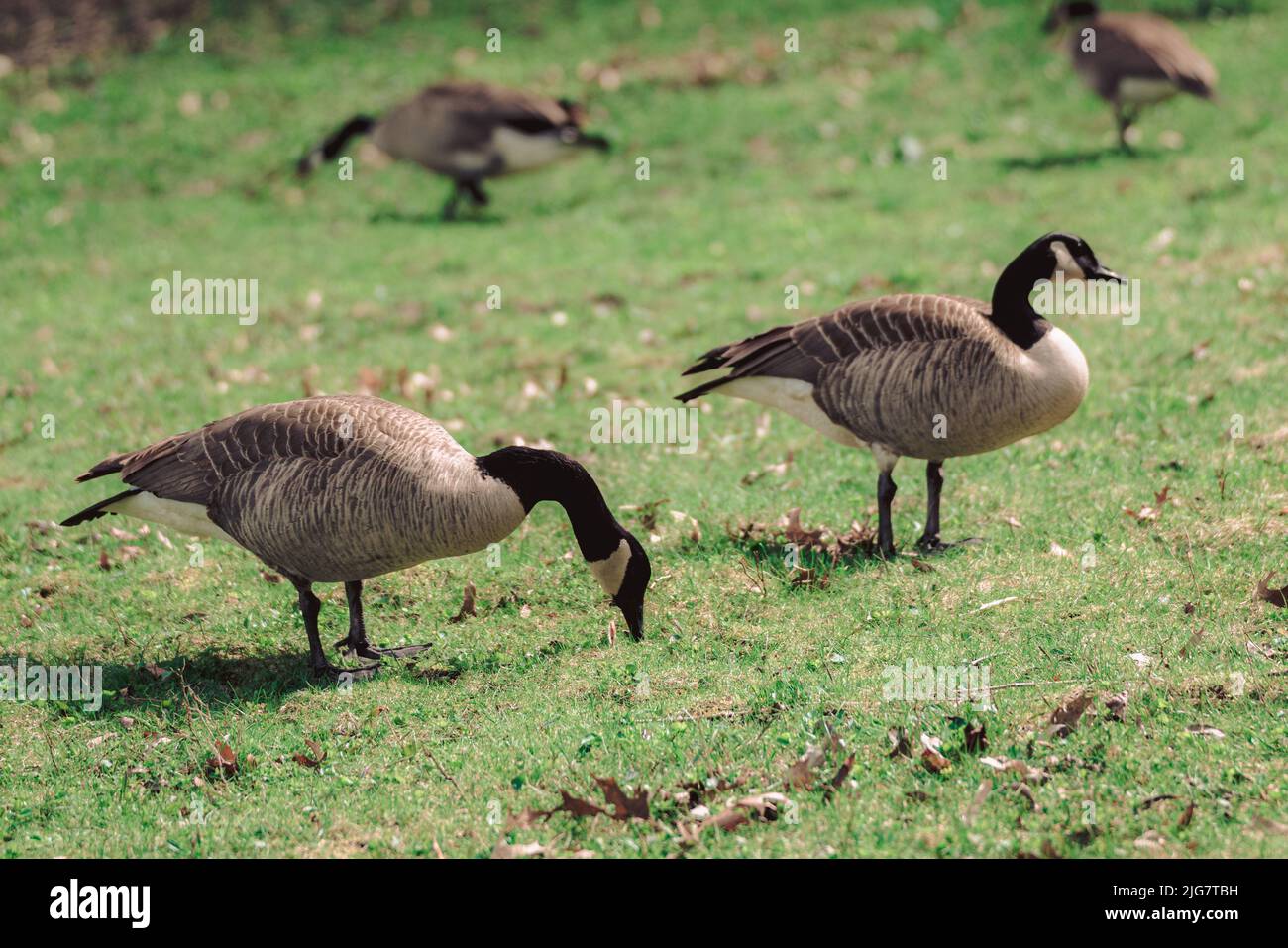 A closeup of a Canada geese (Branta canadensis) grazing in the grass Stock Photo