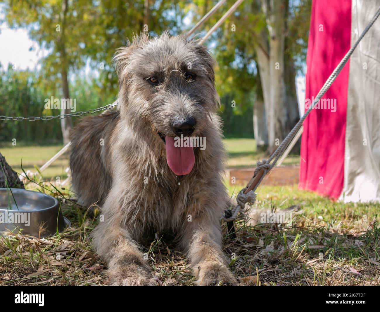 irish wolfhound, large dog rests on a lawn in the park Stock Photo