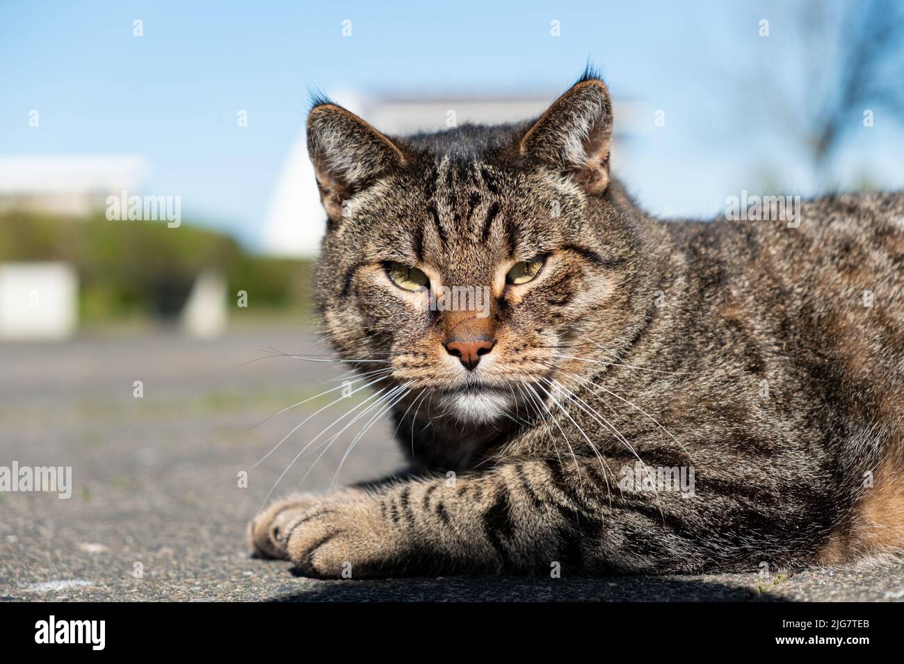 A closeup of a tabby cat lying on a road outdoors on a sunny day Stock ...