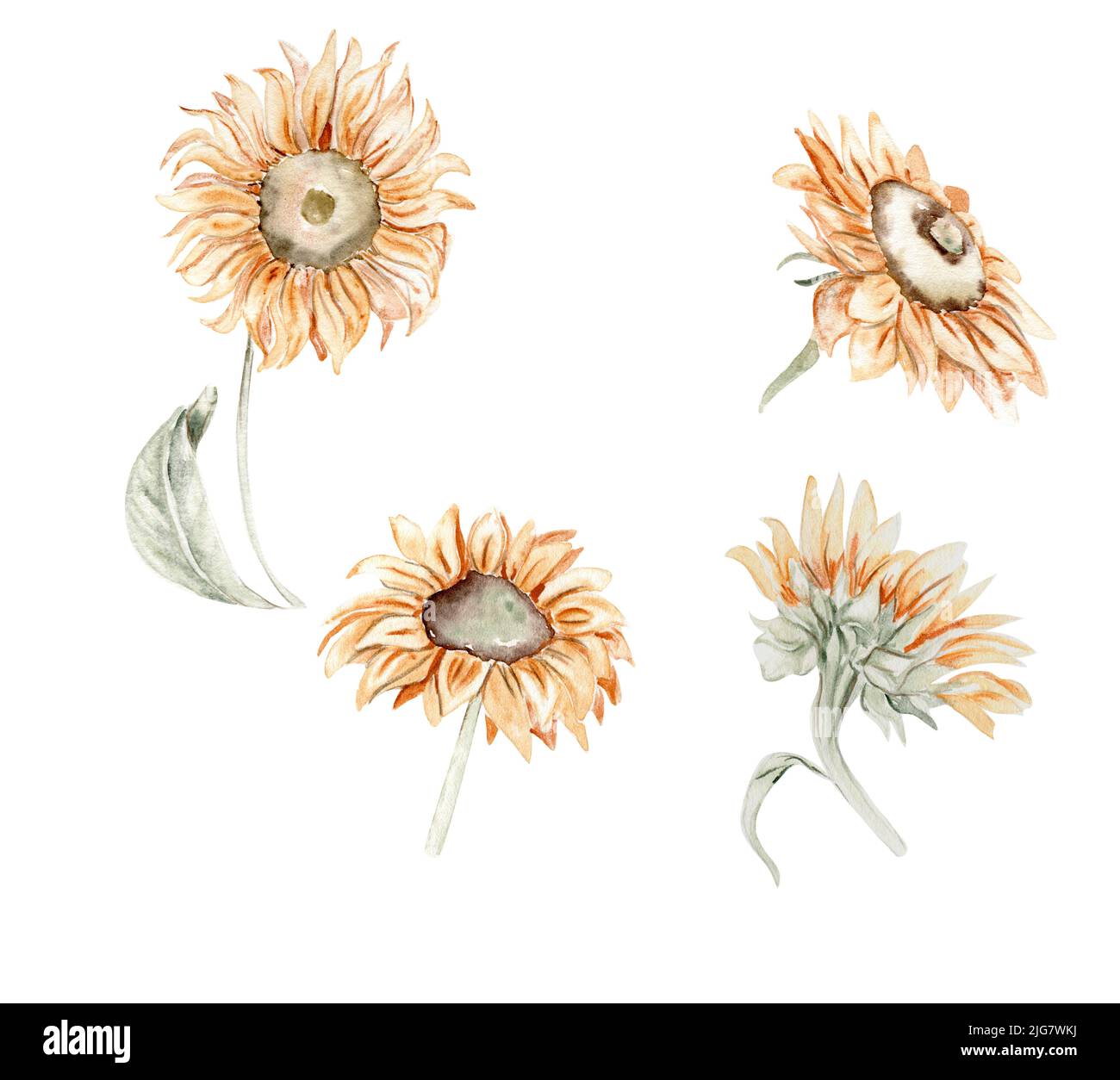 Hand drawn set of summer flowers and leaves Stock Photo - Alamy