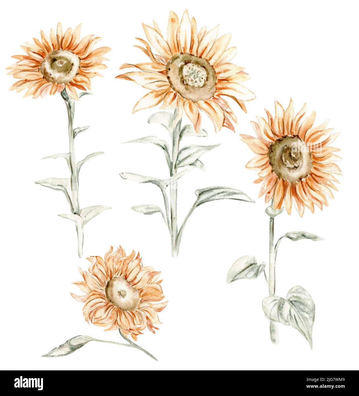 Hand drawn set of summer flowers and leaves Stock Photo - Alamy