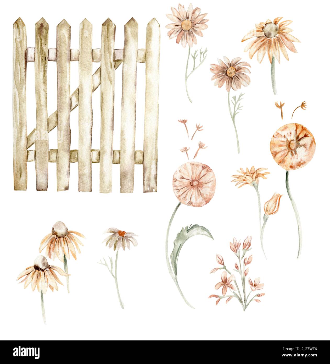 Hand drawn set of summer flowers and leaves Stock Photo - Alamy