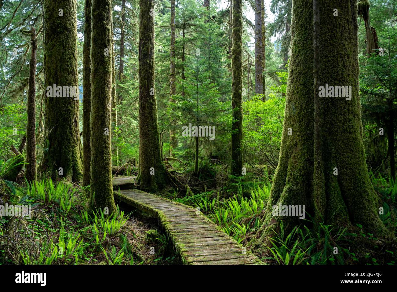 Evergreen Sitka spruce trees (Picea sitchensis) in a park in Vancouver