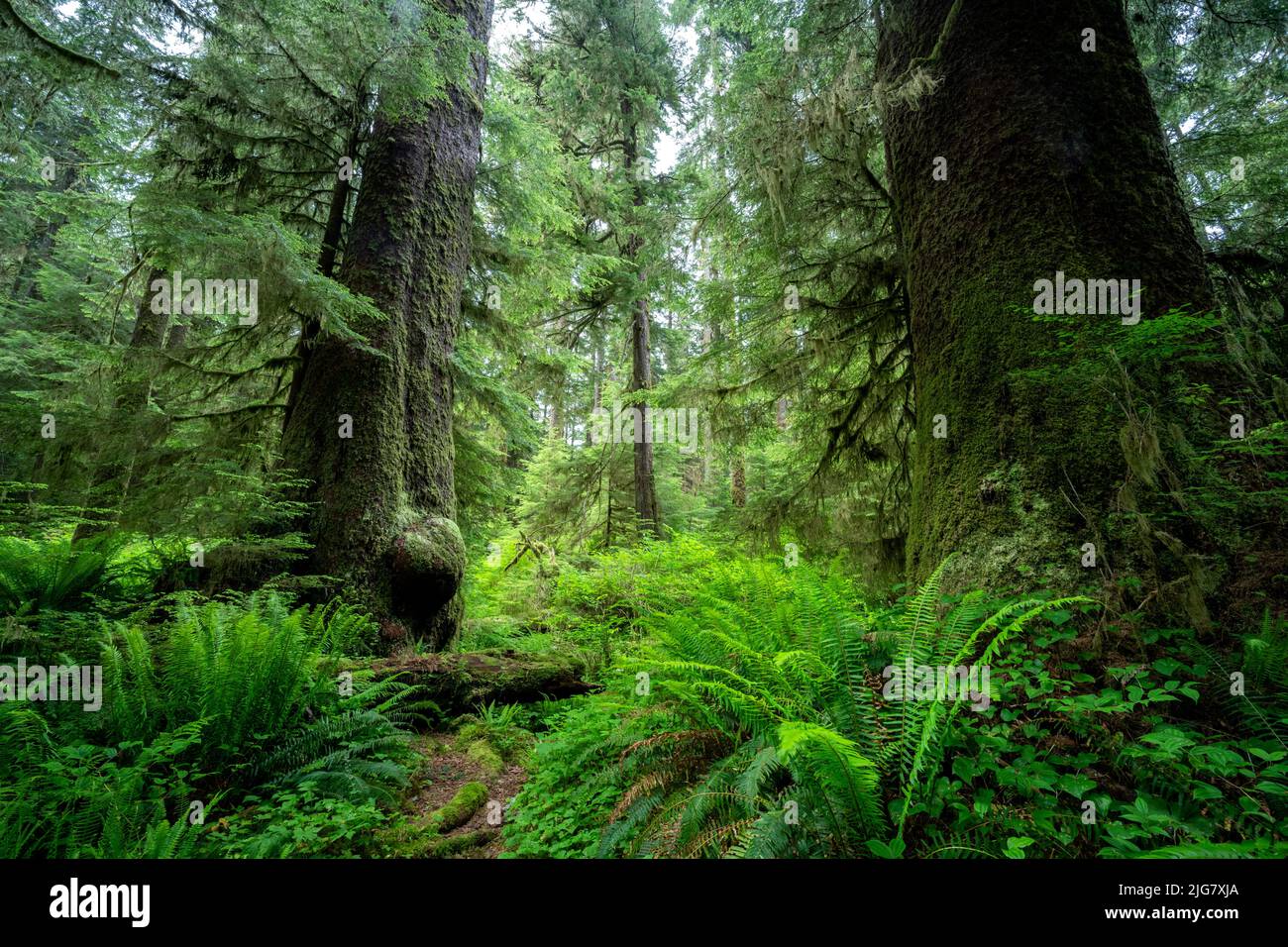 Evergreen Sitka spruce trees (Picea sitchensis) in a park in Vancouver