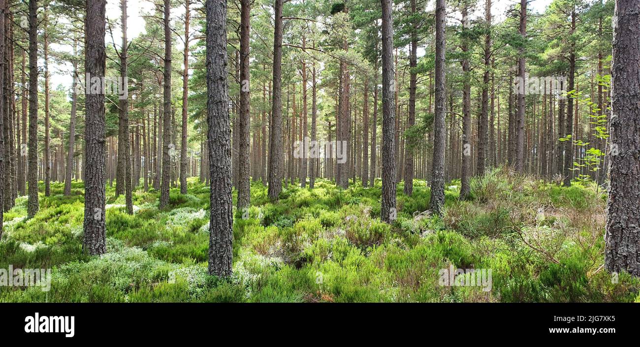 Summer foliage woods hi-res stock photography and images - Alamy