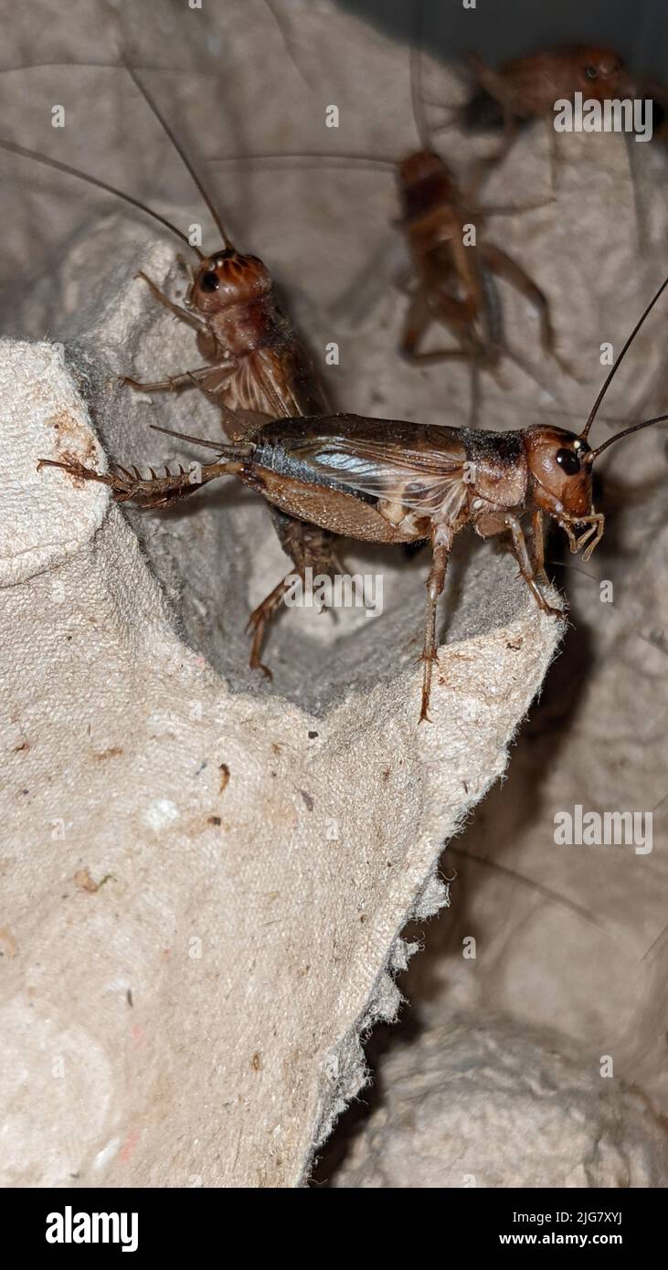 A vertical closeup shot of house crickets (Acheta domesticus) on the wall Stock Photo