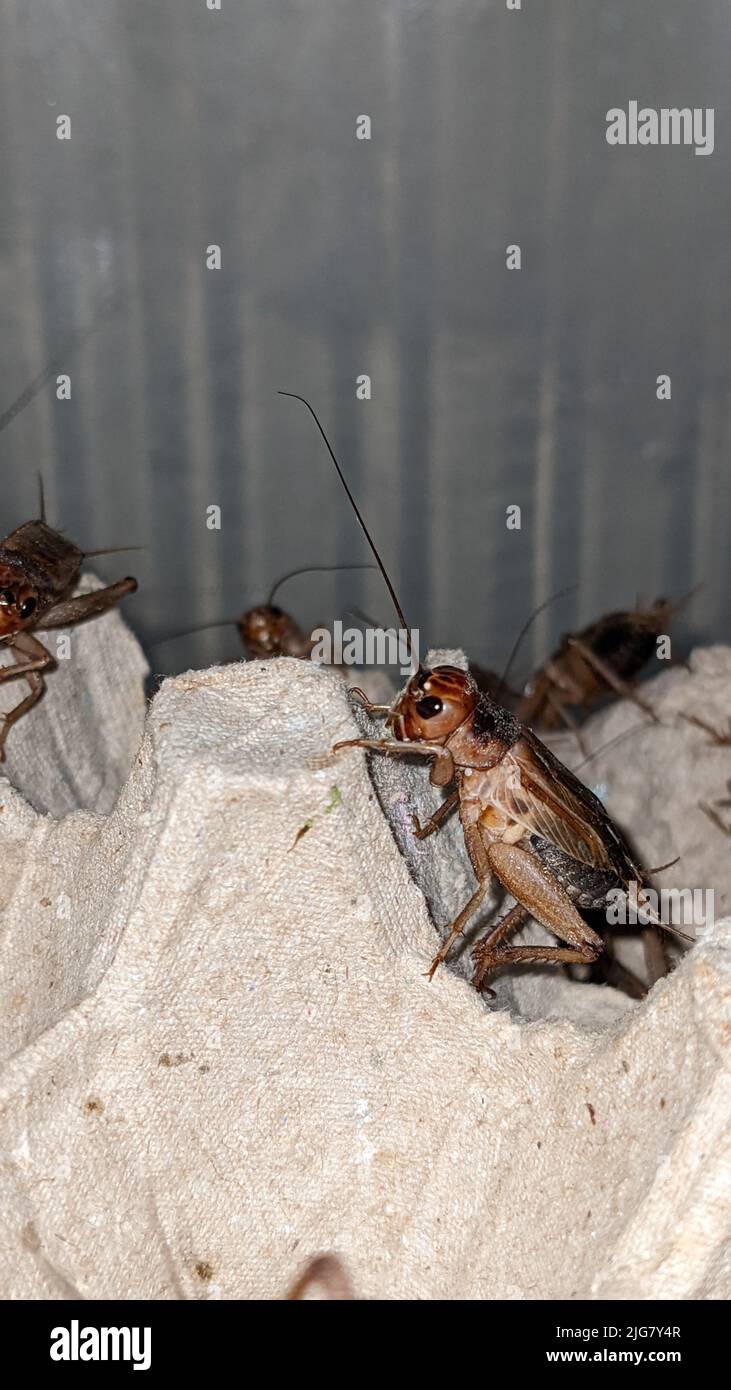 A vertical closeup shot of house crickets (Acheta domesticus) in a room Stock Photo