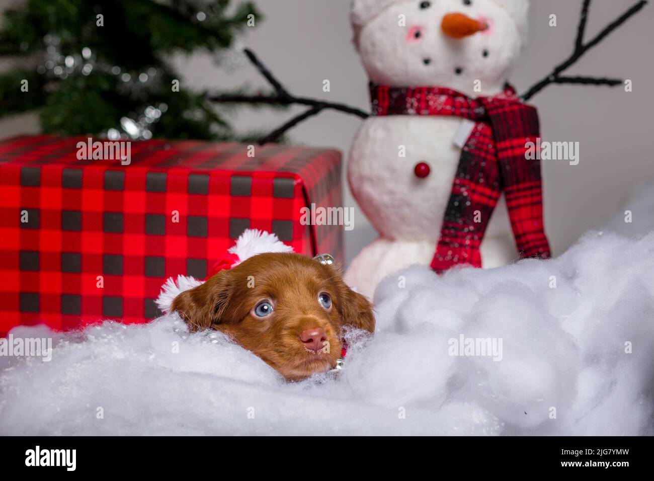 https://c8.alamy.com/comp/2JG7YMW/adorable-studio-portraits-of-dachshund-puppies-dressed-up-2JG7YMW.jpg