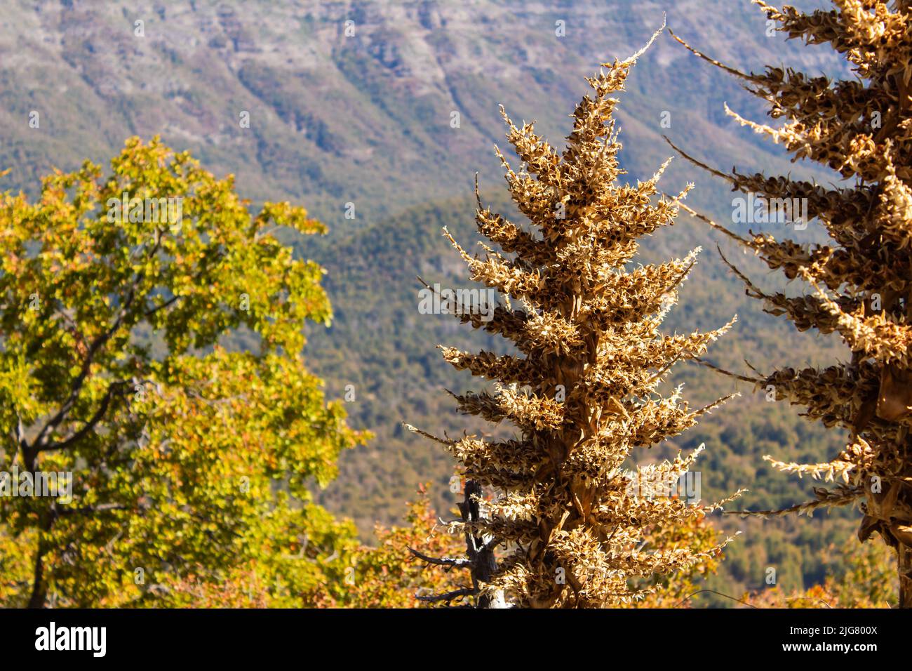 Dried Puya chilensis, Chagual flower on a mountain, Chile Stock Photo