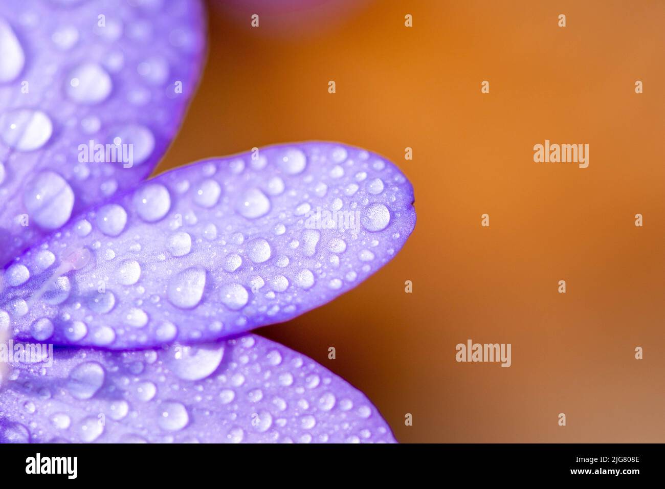 A macro of blue flower petal (Hepatica transsilvanica) with water drops on it and orange background Stock Photo