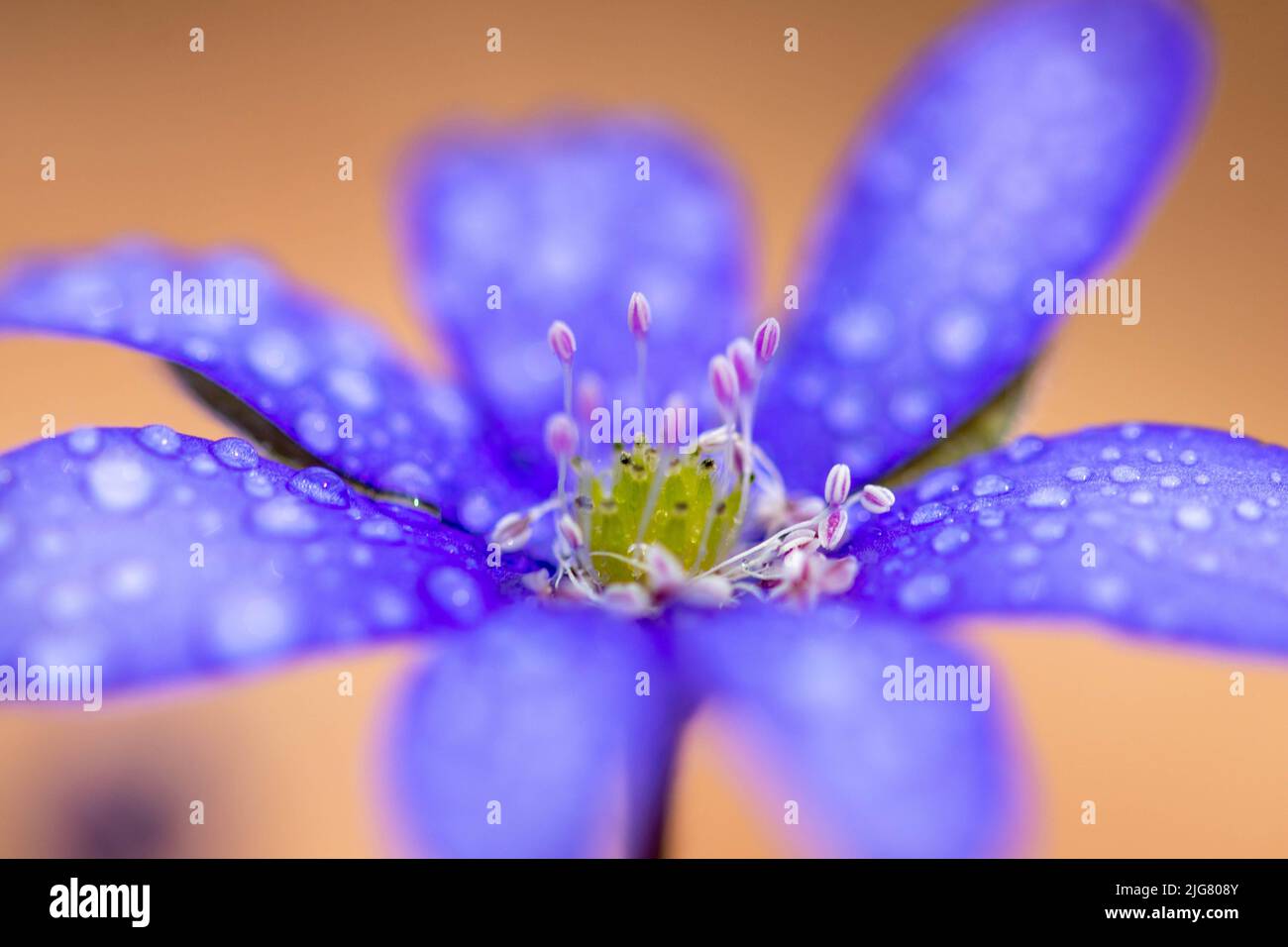 A macro of blue flower (Hepatica transsilvanica) with water drops on it Stock Photo