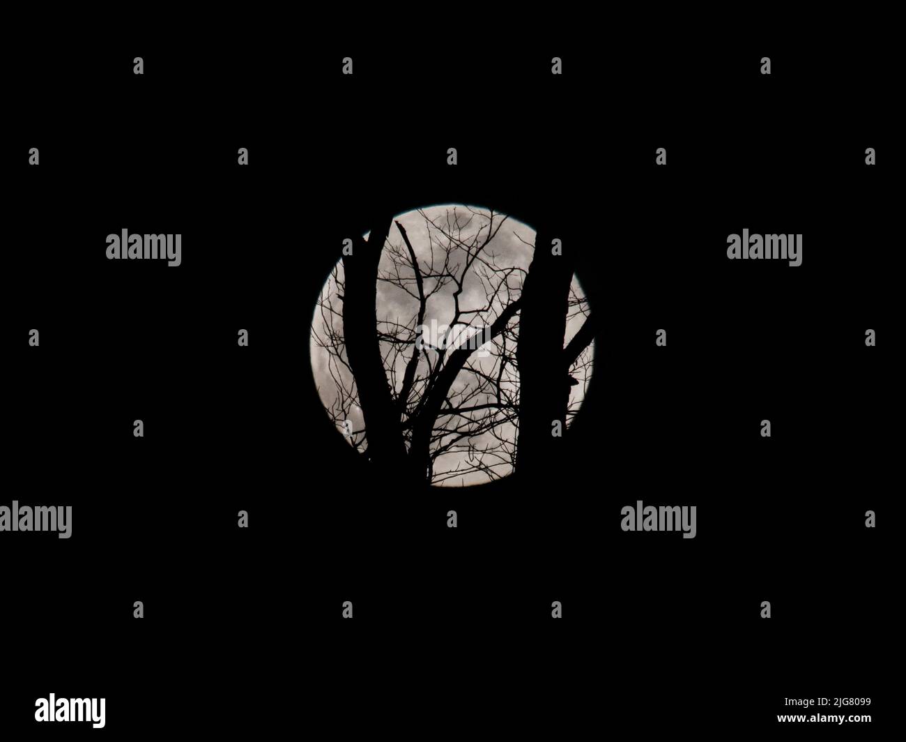 A closeup of the full moon with trees in front in a black sky Stock ...