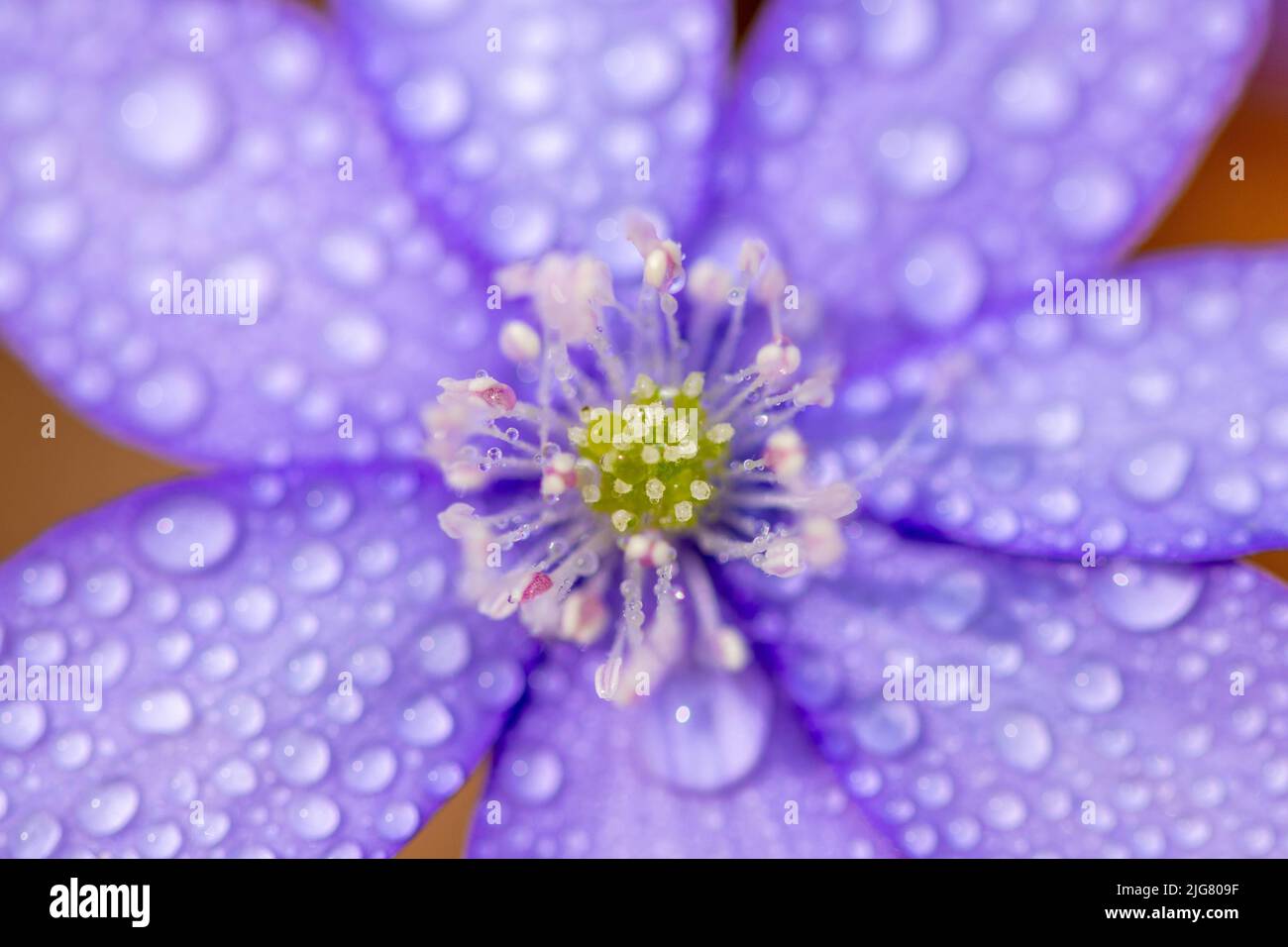 A macro of blue flower  (Hepatica transsilvanica) with water drops on it Stock Photo