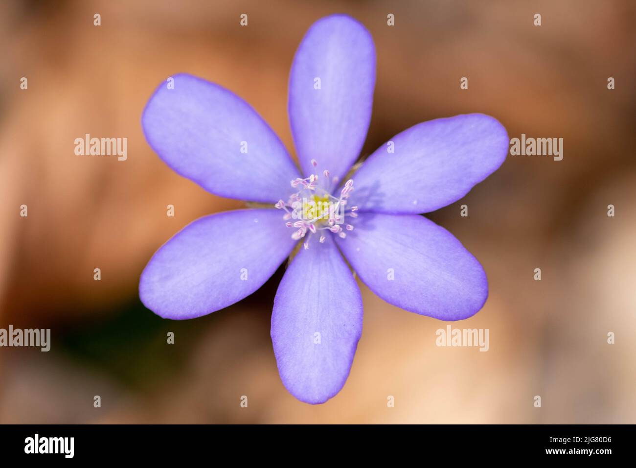 A macro of blue flower  (Hepatica transsilvanica) with blurred background Stock Photo