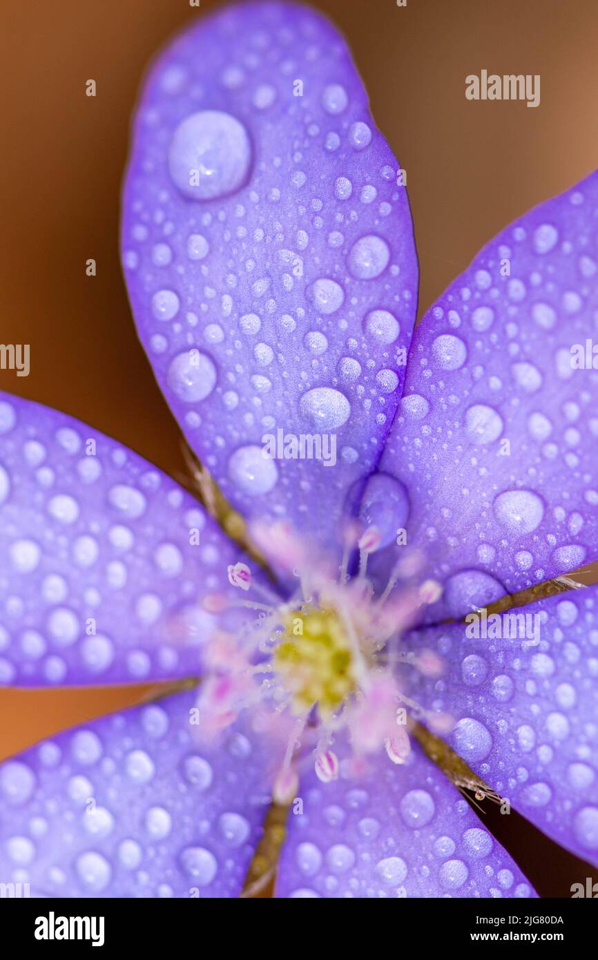 A macro of blue flower  (Hepatica transsilvanica) with water drops on it Stock Photo
