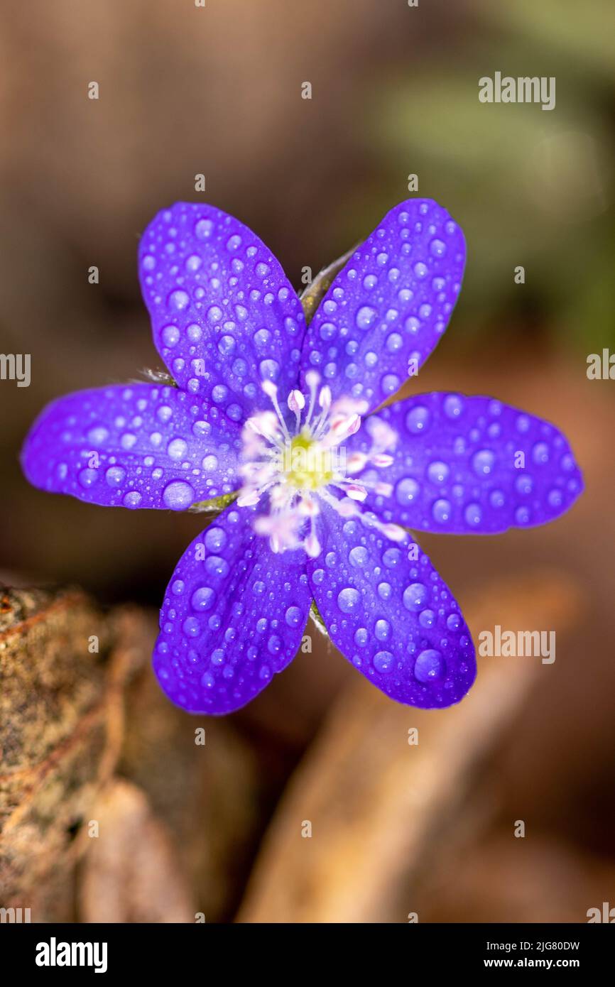 A macro of blue flower  (Hepatica transsilvanica) with water drops on it and with blurred background Stock Photo