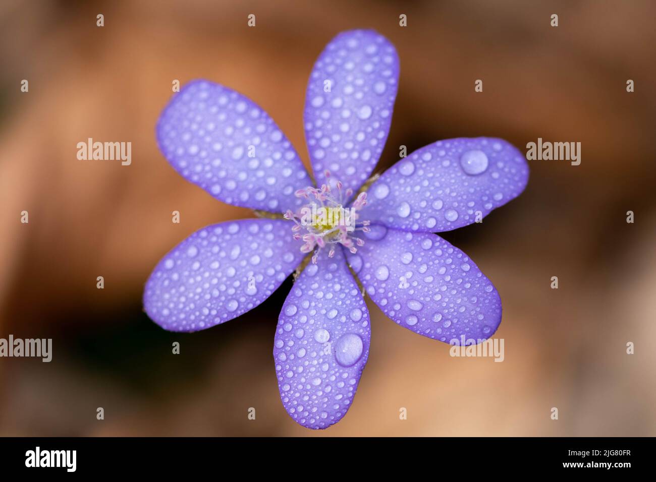 A macro of blue flower  (Hepatica transsilvanica) with water drops on it and blurred background Stock Photo