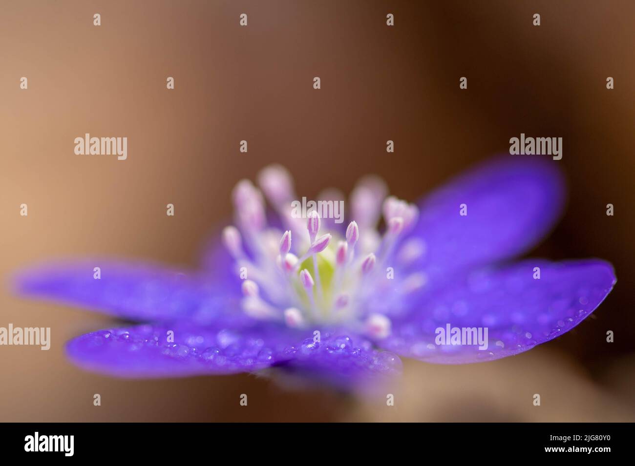 A shallow focus of blue flower (Hepatica transsilvanica) with water drops on it Stock Photo
