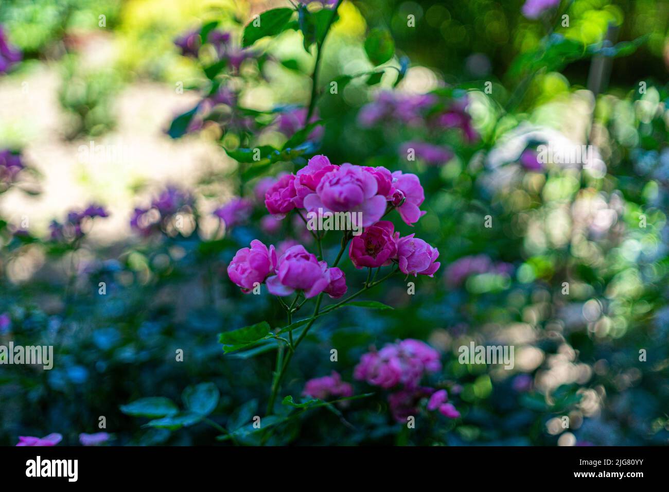 Flowers in a Garden in Lower Bavaria Germany Stock Photo - Alamy