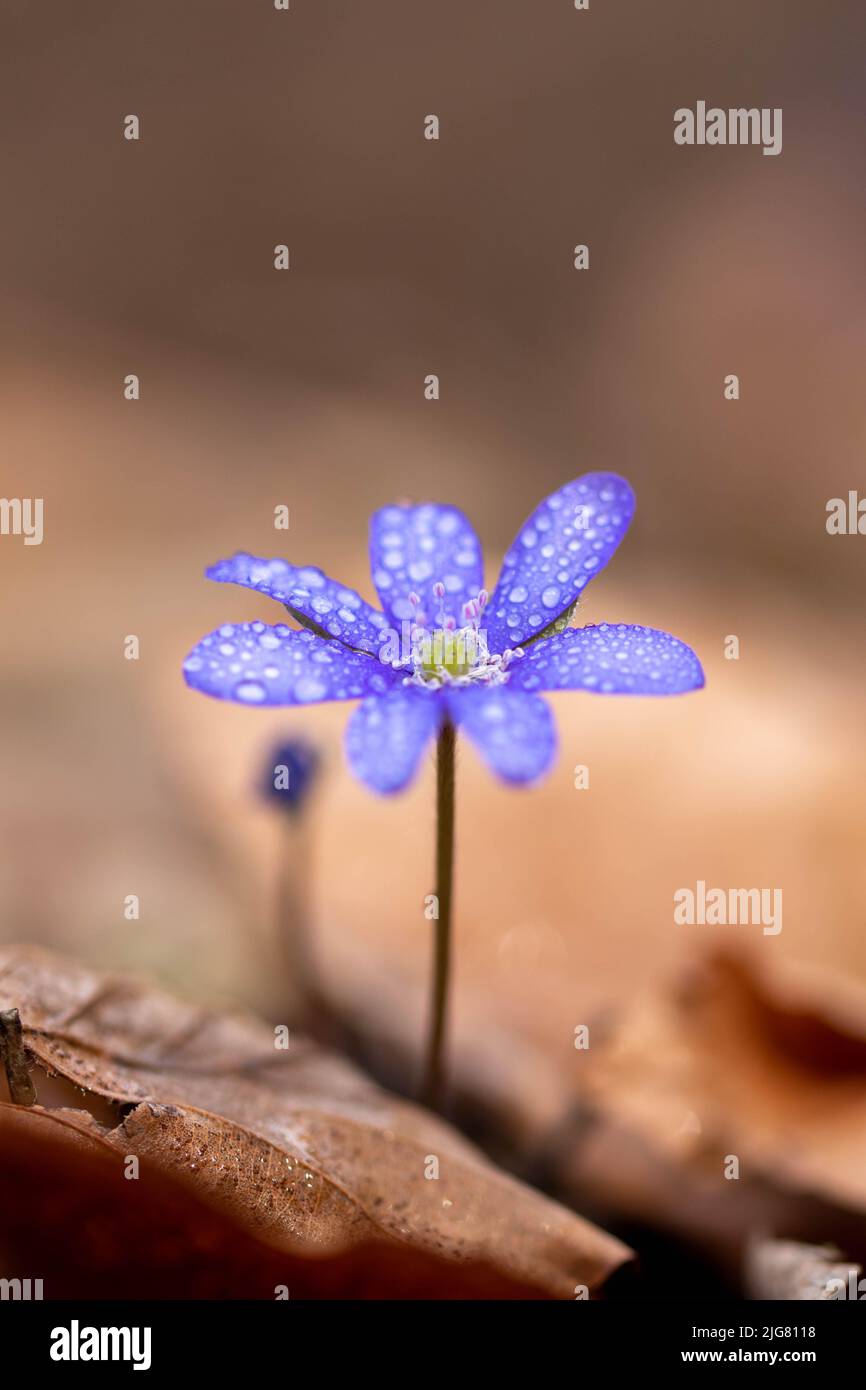 A macro of blue flower (Hepatica transsilvanica) with water drops on it and with blurred background Stock Photo