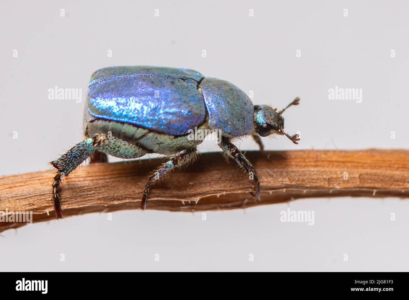 Blue brilliant beetle, Hoplia coerulea, in a flower. Close-up, macro with white background Stock Photo