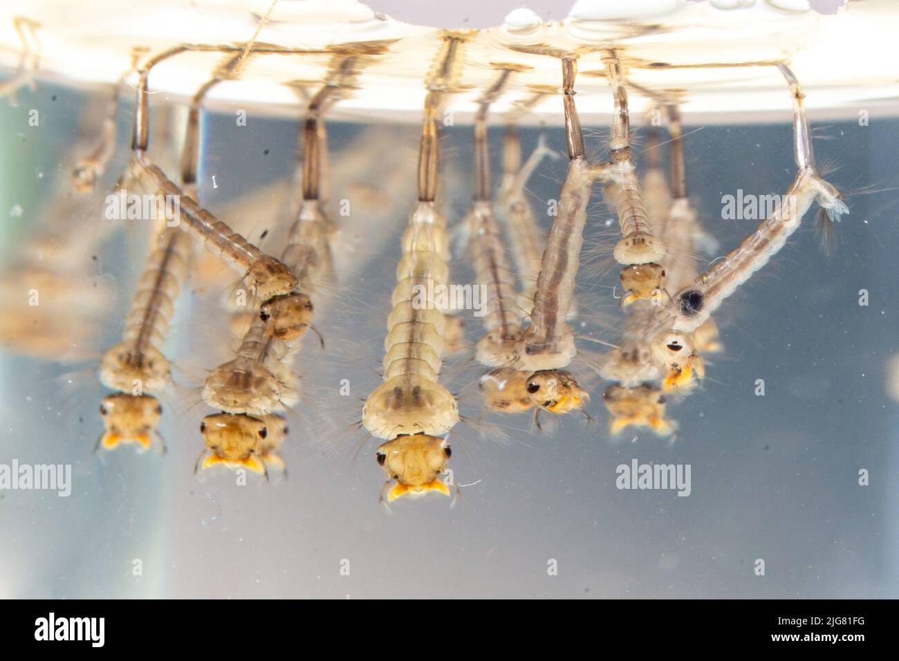 Common house mosquito larvae in water alive, Culex pipiens in Europe. Close-up photo Stock Photo