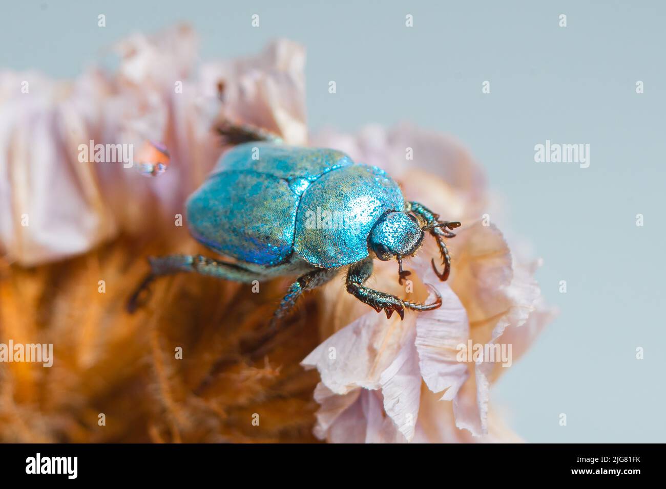 Blue brilliant beetle, Hoplia coerulea, in a flower. Close-up, macro with white background Stock Photo