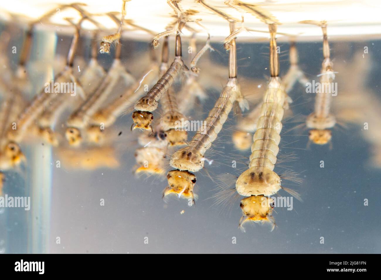 Common house mosquito larvae in water alive, Culex pipiens in Europe. Close-up photo Stock Photo
