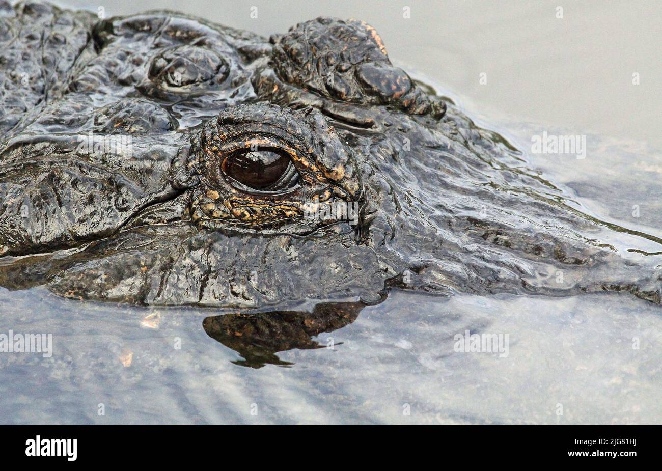 Black alligators eye Stock Photo