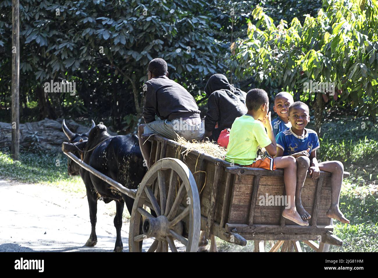 Rinder Transport Wagen Madagaskar Stock Photo