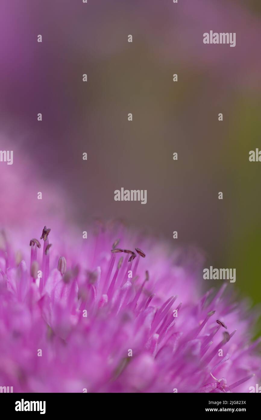 Close-up of blossoms of velvet German garlic (allium lusitanicum) with blurry background Stock Photo