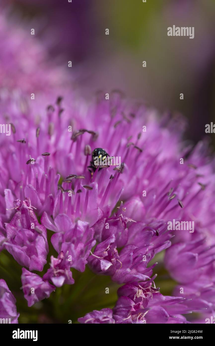 Velvet German garlic (allium lusitanicum) with many buds in front of a blurry background Stock Photo