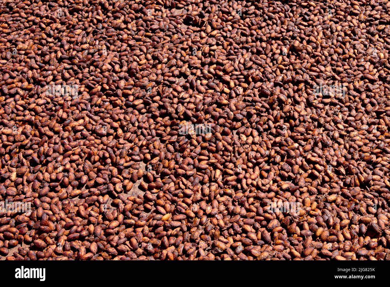 Kakao Bohnen beim trocknen Stock Photo